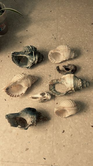 Caracolas del Estrecho