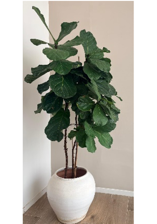 Planta Ficus Lyrata Grande + Macetero