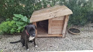 Caseta de madera para perro