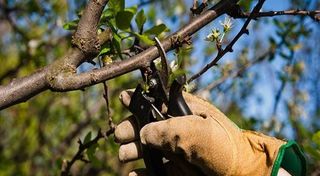 JARDINERO A DOMICILIO PARA CHALETS