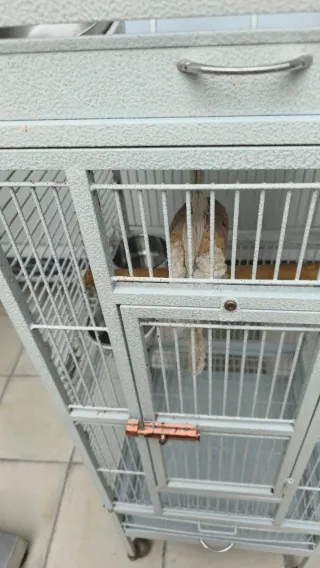 Jaula para loros  blanca