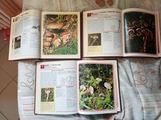 I funghi dalla A alla Z (3 volumi) Alberto Peruzzo