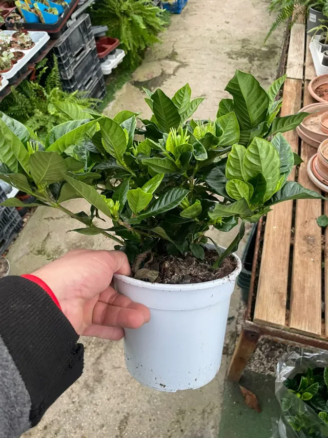 Planta de Gardenia en maceta blanca