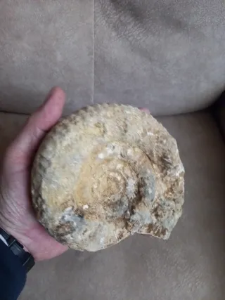 Fósil de Amonite 15 cm