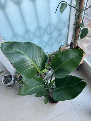 Strelitzia Nicolai Planta Grande mide 90cm,