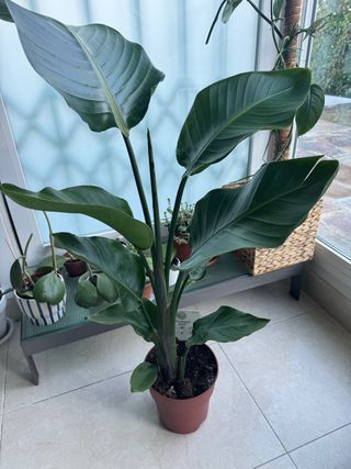 Strelitzia Nicolai Planta Grande mide 90cm,