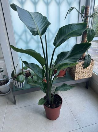 Strelitzia Nicolai Planta Grande mide 90cm,