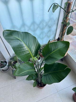 Strelitzia Nicolai Planta Grande mide 90cm,