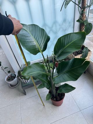 Strelitzia Nicolai Planta Grande mide 90cm,