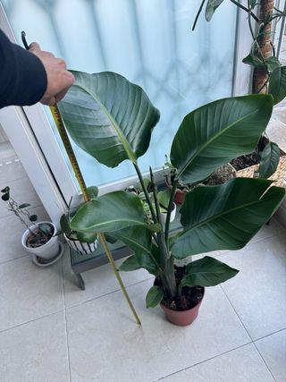 Strelitzia Nicolai Planta Grande mide 90cm,