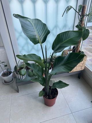 Strelitzia Nicolai Planta Grande mide 90cm,