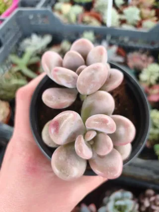 Graptopetalum amethyst