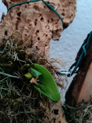 Orchidea botanica su tronco