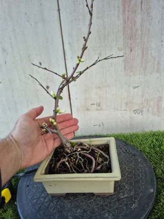 Bonsai Chaenomeles Blanco. Oferta febrero