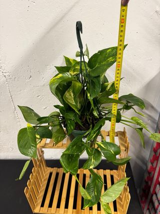 Pothos Colgante