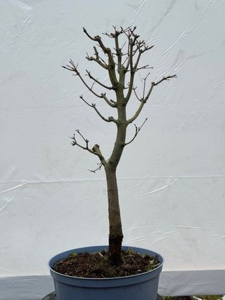 Prebonsai Arce Palmatum N1