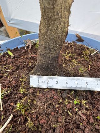 Prebonsai Arce Palmatum N1