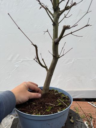 Prebonsai Arce Palmatum