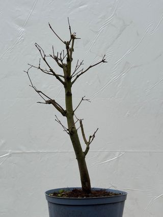 Prebonsai Arce Palmatum