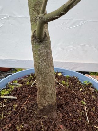 Prebonsai Arce Palmatum