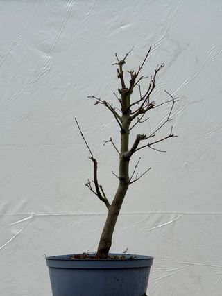 Prebonsai Arce Palmatum