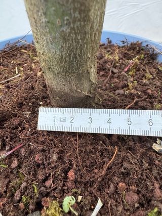 Prebonsai Arce Palmatum