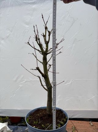 Prebonsai Arce Palmatum