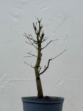 Prebonsai Arce Palmatum