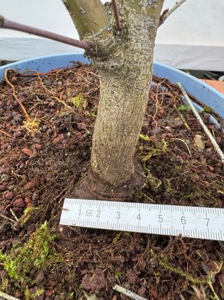 Prebonsai Arce Palmatum N3