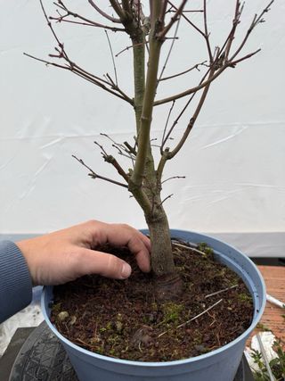 Prebonsai Arce Palmatum N3