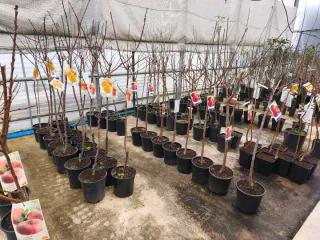 Árboles frutales en maceta