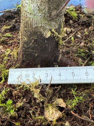Acer Palmatum prebonsai