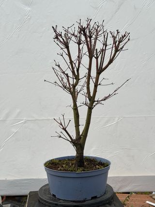 Acer Palmatum prebonsai