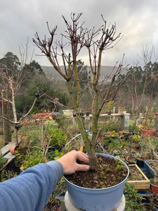 Acer Palmatum prebonsai