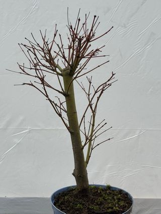 Prebonsai Arce Palmatum