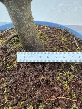 Prebonsai Arce Palmatum