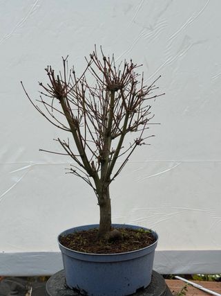 Prebonsai Arce Palmatum