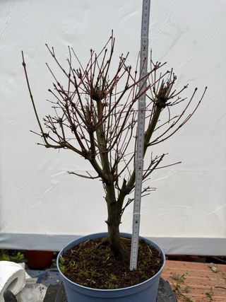 Prebonsai Arce Palmatum