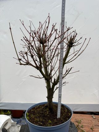 Prebonsai Arce Palmatum