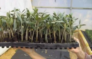 Estacas de Olivo Arberquina