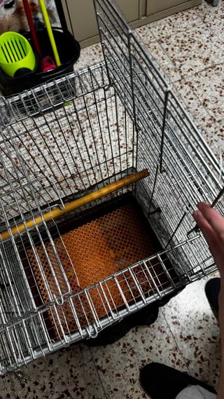 Jaula mediana para loro