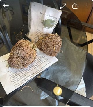 Rosa de Jericó Divina con oración