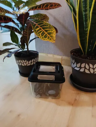 Terrario 20x20x16 isopodos