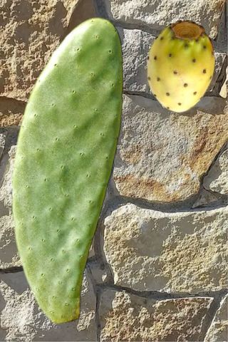 Talea di Fico d'India (Opuntia)