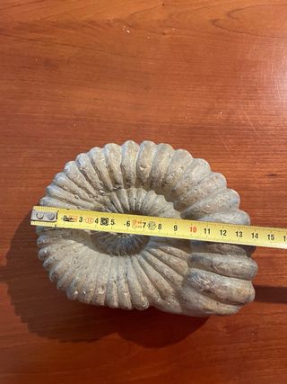 Candela Ammonite Francese