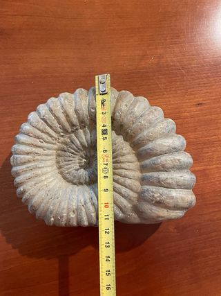 Candela Ammonite Francese