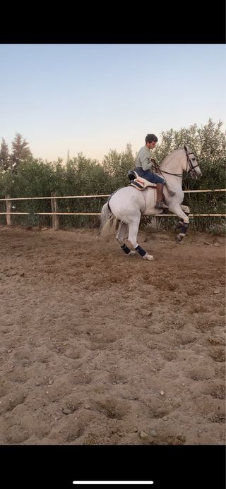 Montura Vaquera Mod Rocio