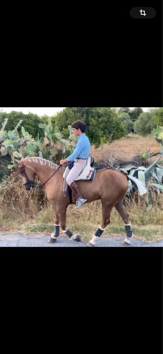 Montura Vaquera Mod Rocio