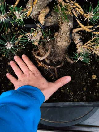 Pino bonsai thunbergii