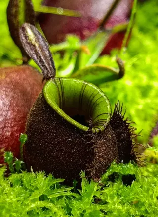 Nepenthes ampullaria black miracle